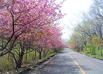 メイン通りに咲く八重桜の並木